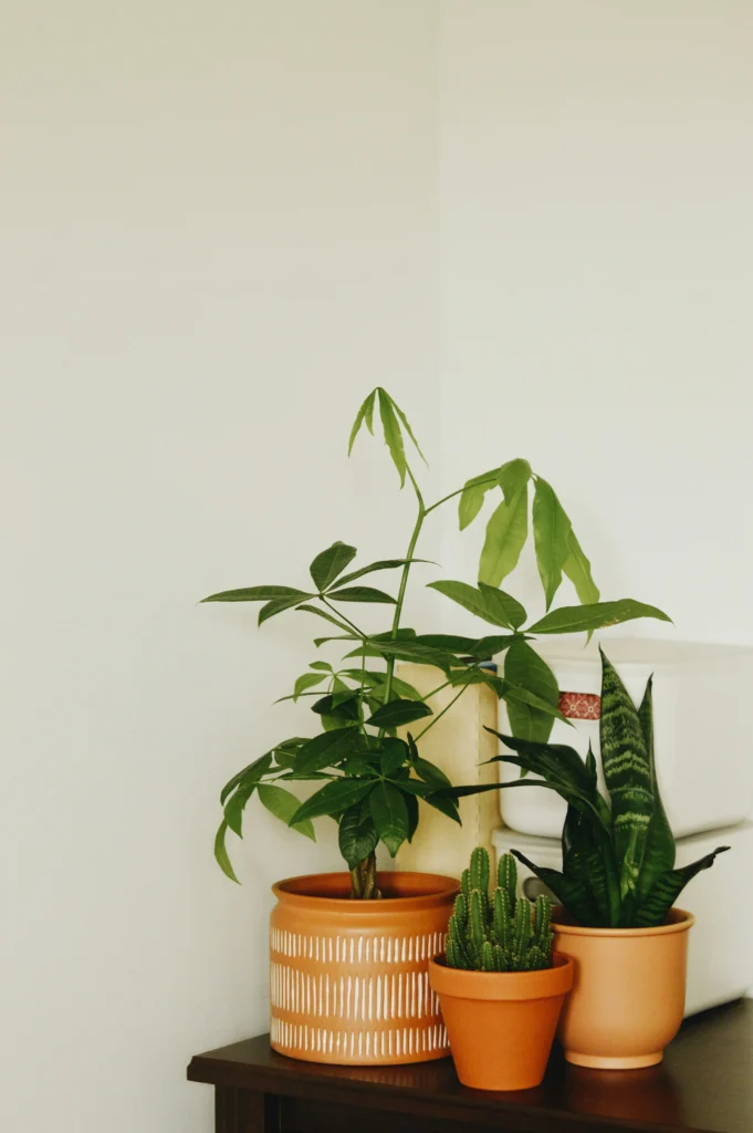 small apartment indoor plants
